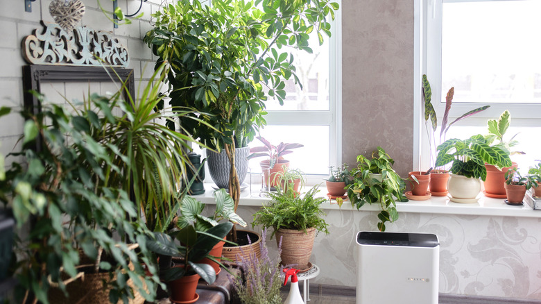A living area with green plants in an apartment