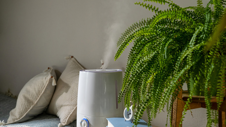 Close up of modern air humidifier next to a fern