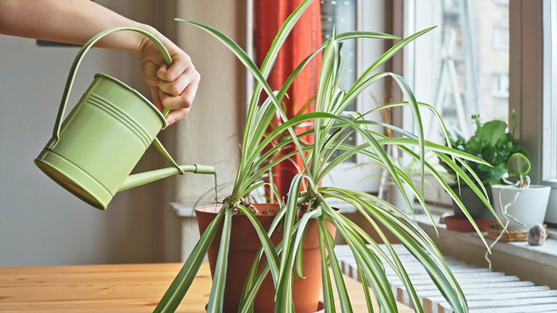 Woman watering Spider plant