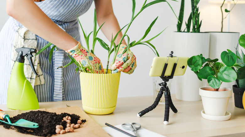 Woman with gardening gloves repotting a houseplant while recording a video tutorial on her smartphone