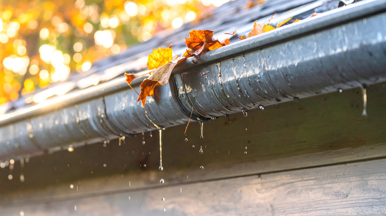 A clogged gutter dripping with water due to a build-up of fallen leaves
