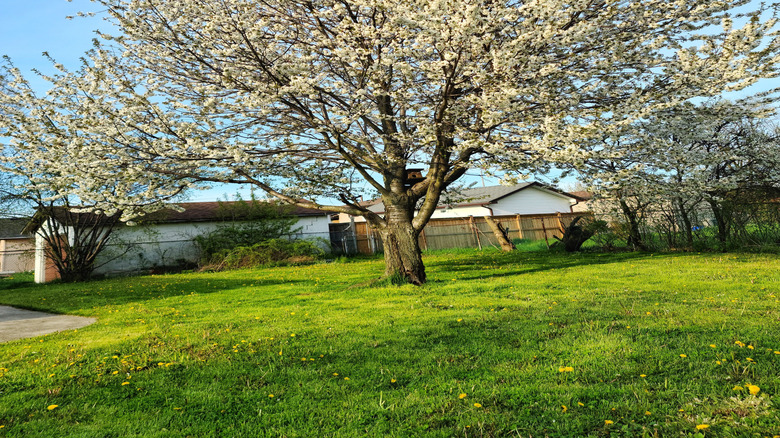 Callery pear tree with white blooming flowers