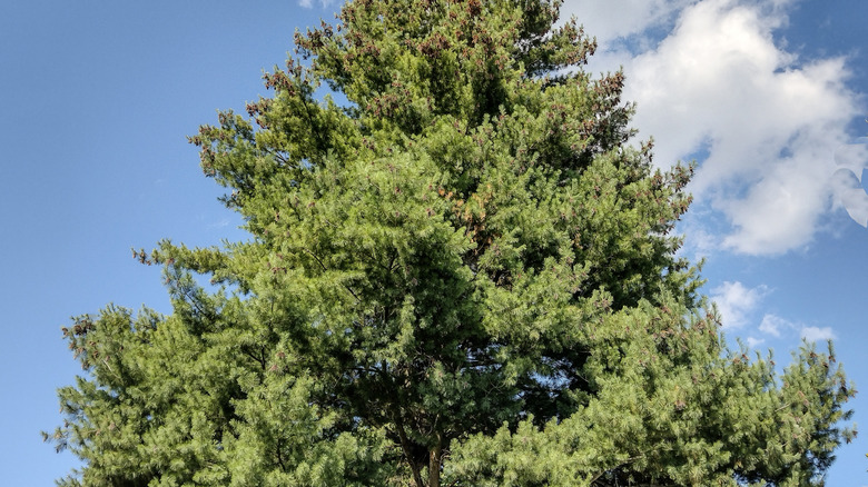 A dense eastern white pine tree