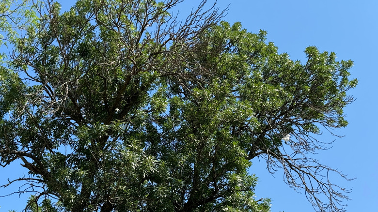 Green ash tree with green leaves
