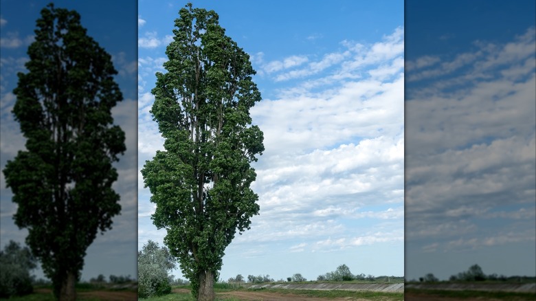 A very tall Lombardy poplar tree