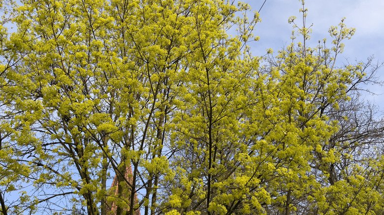 Norway maple tree with green leaves