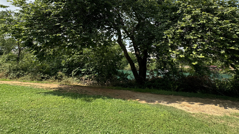 A tall Siberian elm tree