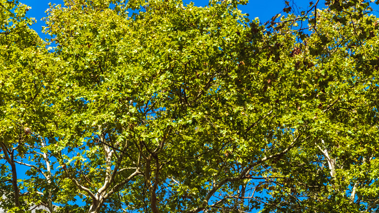 Sycamore tree branches laden with green leaves
