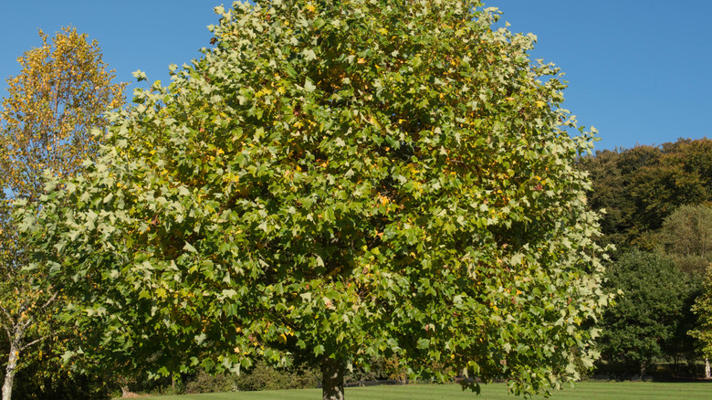 Large tulip poplar tree under sunlight