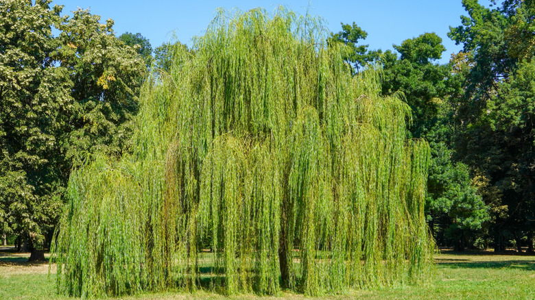 A mature weeping willow tree