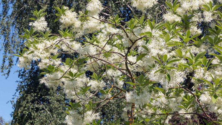 White blooms of American fringetree