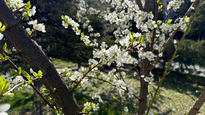 White flowers of American plum in bloom