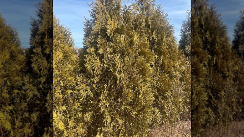 Dark American arborvitae in growth