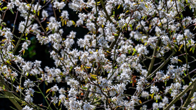 Downy serviceberry's white flowers