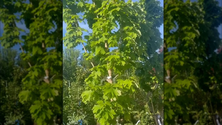 Apollo sugar maple tree in growth