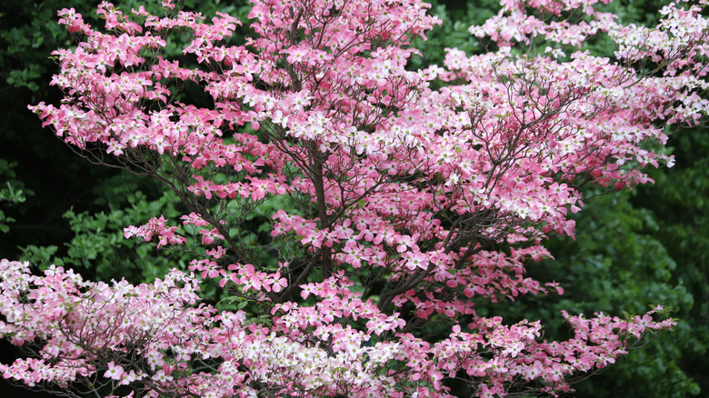 Flowering dogwood tree with blooming pink flowers