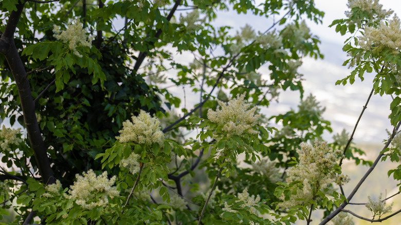 Japanese tree lilac's white flowers