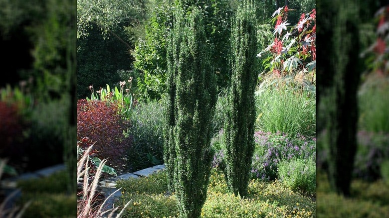 'Sky Pencil' holly growing in a garden