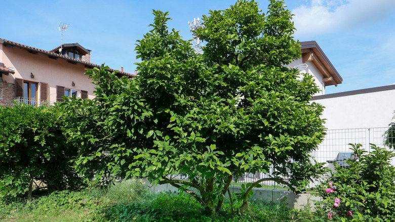 Sweet bay magnolia tree growing in backyard