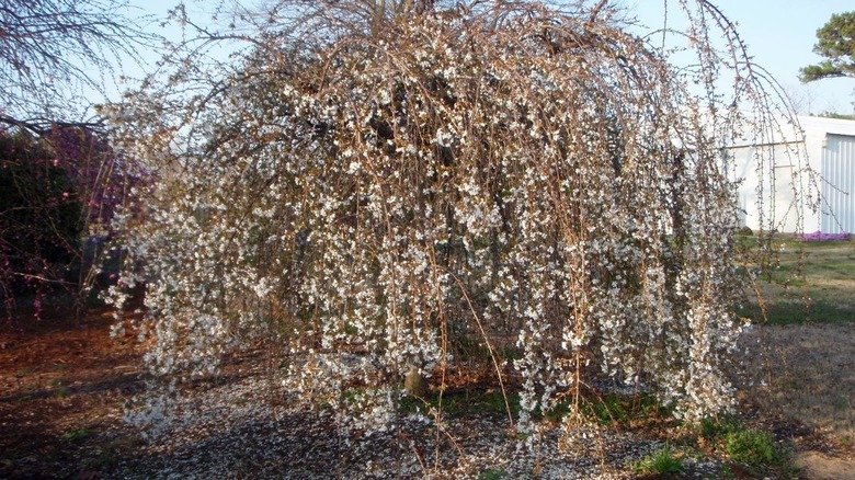 Weeping Higan cherry with white flowers