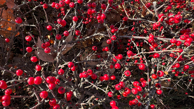 Winterberry holly branches laden with red berries