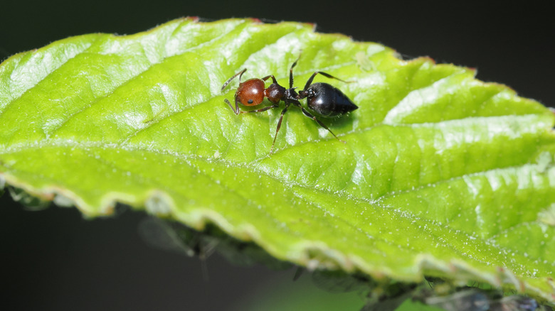 An acrobat ant crawls on a green leaf.