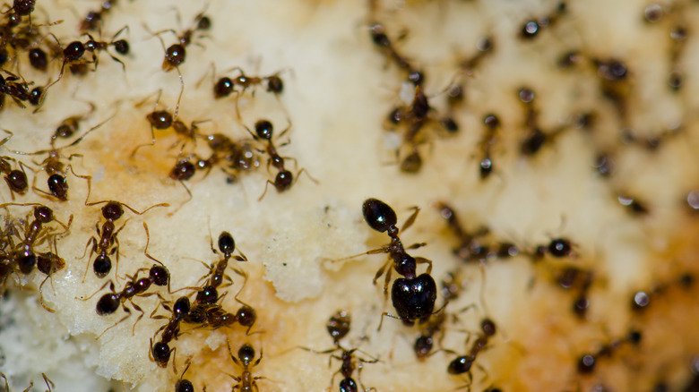 A group of argentine ants eating food scraps
