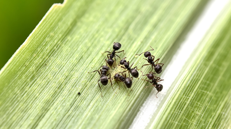 A group of black garden ants gathering on a leaf.