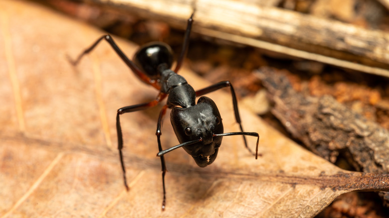 A large carpenter ant crawling on a leaf.