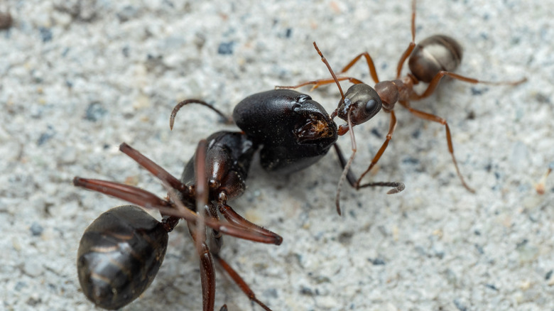 A field ant dragging a larger carpenter ant across the ground.