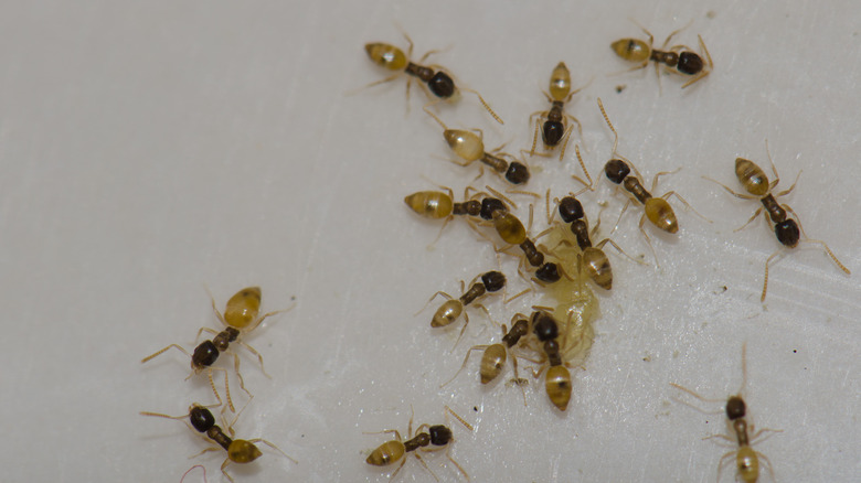 A cluster of ghost ants feeding on a spill.