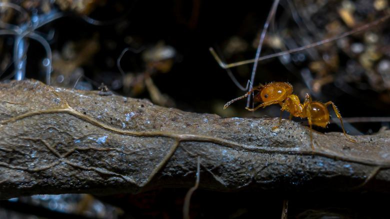 A grease ant walking across a dead leaf.