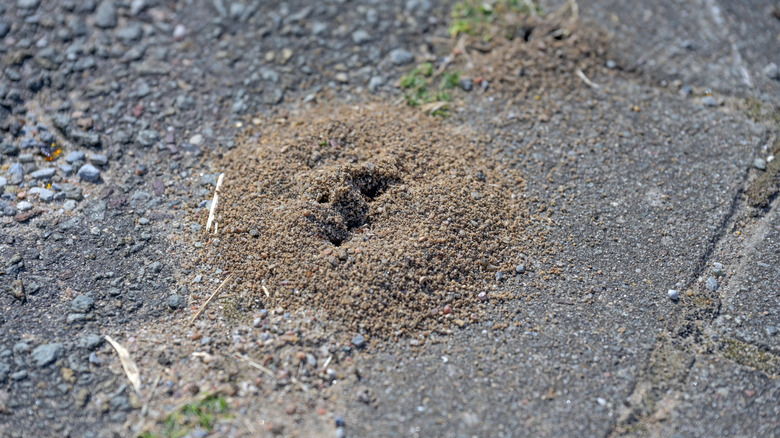 A group of red ants forming a bridge across two leaves.