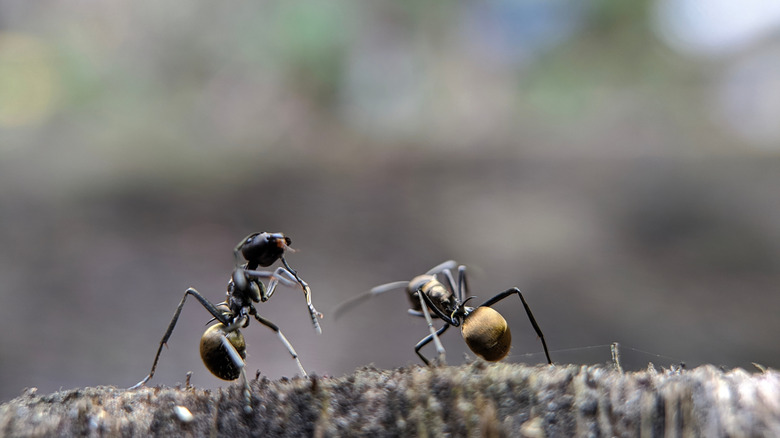 Two odorous house ants standing on a stump.