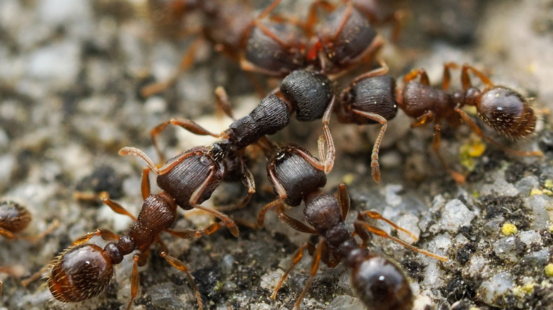 A group pavement ants crawling across a gravel road.