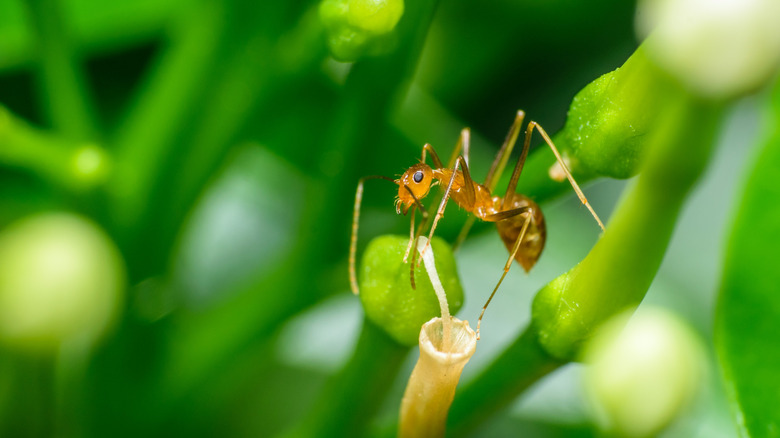 A pharaoh ant sitting on a flower.