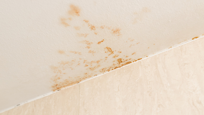 Mold growing in a bathroom with a rusty orange coloring