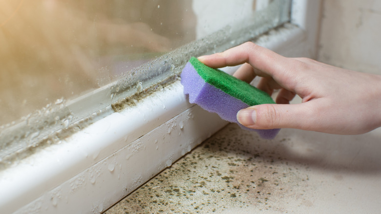 A person cleaning dark brown and black mold from a dirty windowsill