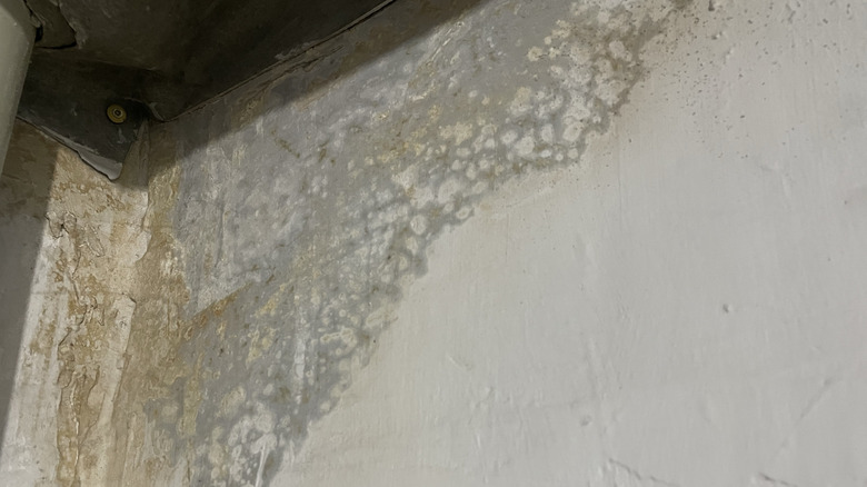 Cladosporium mold growing on the corner of a basement wall
