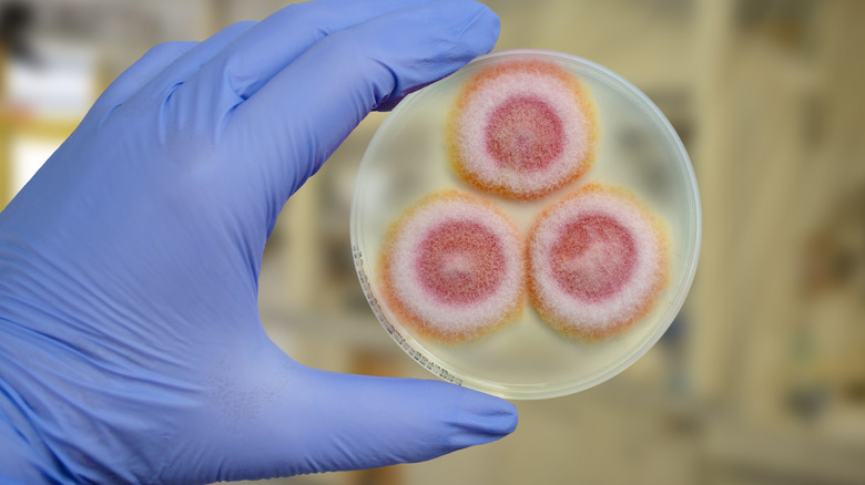 A gloved hand holding a petri dish containing pink and white Fusarium mold