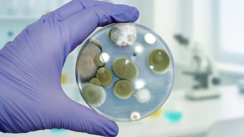 A gloved hand holding a petri dish containing Penicillium mold
