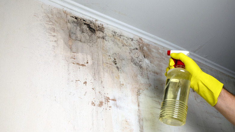 A person spraying black mold on a wall