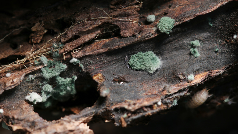 A close-up image showing Trichoderma mold on wood