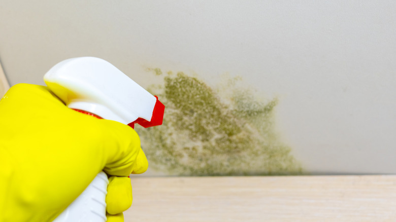 Close-up of a person spraying green mold on an interior wall