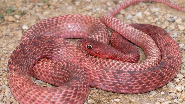 The red-hued coachwhip snake on rocky soil