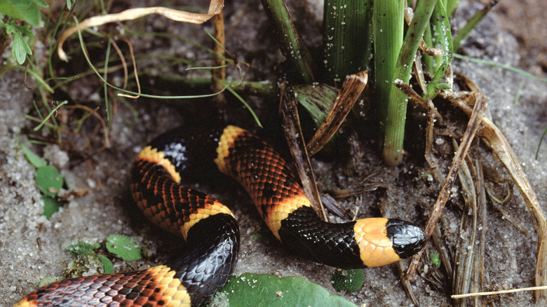 An eastern coral snake in moist soil