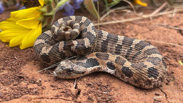An eastern hognose snake curled up near a yellow flower