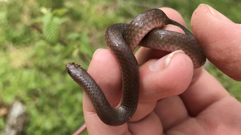 Close-up of a hand holding an eastern worm snake, showing how small the species is