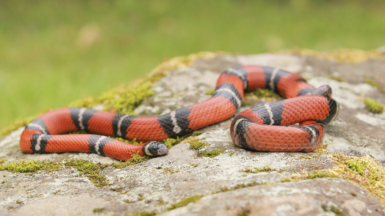 A milk snake on a sun-soaked rock