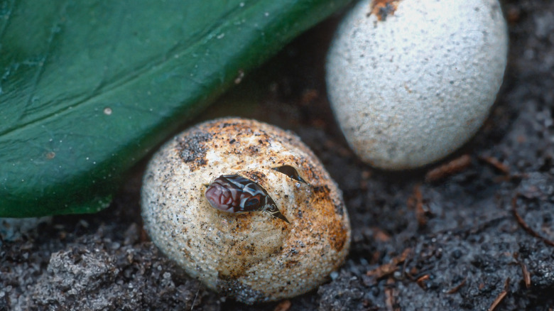 Two black racer snake eggs with their rough, granular texture